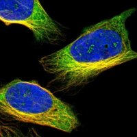 Anti-ZNF415 antibody produced in rabbit