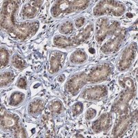 Anti-ZNF419 antibody produced in rabbit 