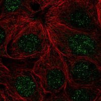 Anti-ZNF425 antibody produced in rabbit 