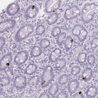Anti-ZNF43 antibody produced in rabbit 