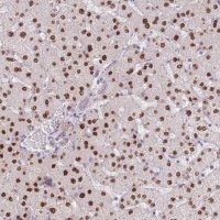 Anti-ZNF439 antibody produced in rabbit 