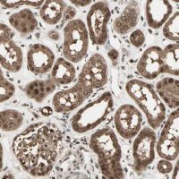 Anti-ZNF44 antibody produced in rabbit 