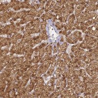 Anti-ZNF443 antibody produced in rabbit 