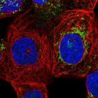 Anti-ZNF48 antibody produced in rabbit HPA023806-100UL