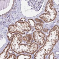Anti-ZNF483 antibody produced in rabbit 