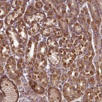 Anti-ZNF513 antibody produced in rabbit 