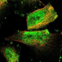 Anti-ZNF516 antibody produced in rabbit 