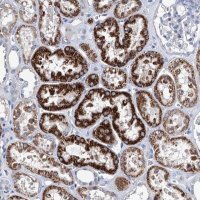 Anti-ZNF519 antibody produced in rabbit 
