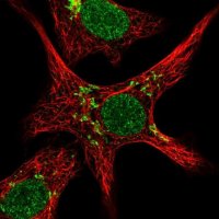 Anti-ZNF526 antibody produced in rabbit