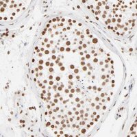 Anti-ZNF540 antibody produced in rabbit 