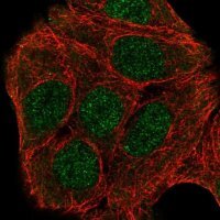 Anti-ZNF541 antibody produced in rabbit 