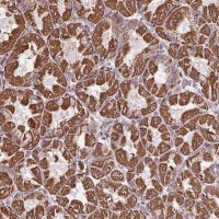Anti-ZNF548 antibody produced in rabbit 