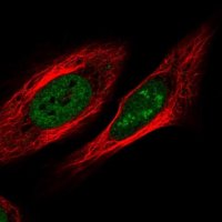 Anti-ZNF554 antibody produced in rabbit 