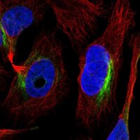 Anti-ZNF557 antibody produced in rabbit