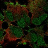 Anti-ZNF560 antibody produced in rabbit 