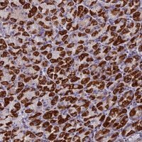 Anti-ZNF563 antibody produced in rabbit 