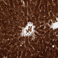 Anti-ZNF567 antibody produced in rabbit 