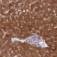 Anti-ZNF569 antibody produced in rabbit 