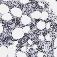 Anti-ZNF589 antibody produced in rabbit 