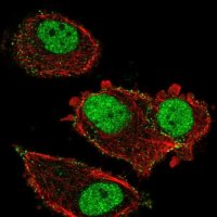 Anti-ZNF605 antibody produced in rabbit 