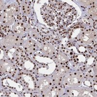 Anti-ZNF607 antibody produced in rabbit 