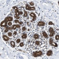 Anti-ZNF614 antibody produced in rabbit 