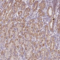Anti-ZNF615 antibody produced in rabbit 