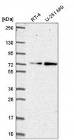 Anti-ZNF616 antibody produced in rabbit 