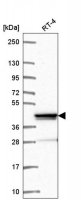 Anti-ZNF618 antibody produced in rabbit 