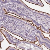 Anti-ZNF648 antibody produced in rabbit 