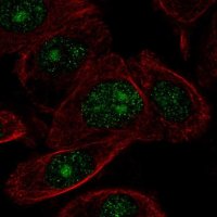 Anti-ZNF692 antibody produced in rabbit 