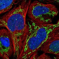 Anti-ZNF7 antibody produced in rabbit 