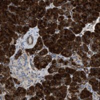 Anti-ZNF70 antibody produced in rabbit 