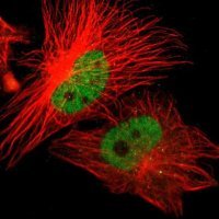 Anti-ZNF701 antibody produced in rabbit HPA005532-100UL