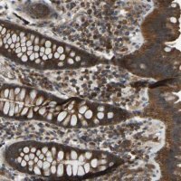 Anti-ZNF71 antibody produced in rabbit 