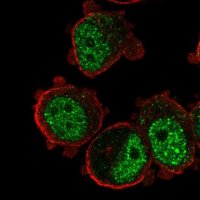 Anti-ZNF717 antibody produced in rabbit