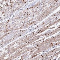 Anti-ZNF736 antibody produced in rabbit 