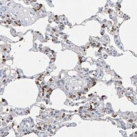 Anti-ZNF77 antibody produced in rabbit 