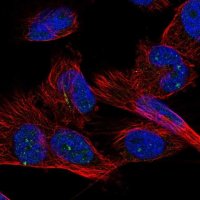 Anti-ZNF77 antibody produced in rabbit 