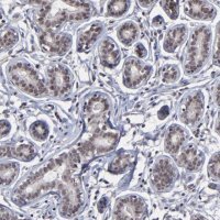 Anti-ZNF773 antibody produced in rabbit 
