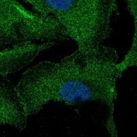 Anti-ZNF785 antibody produced in rabbit 