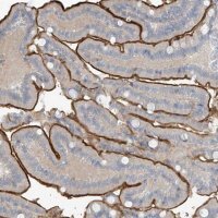 Anti-ZNF793 antibody produced in rabbit 