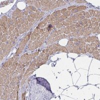 Anti-ZNF805 antibody produced in rabbit 