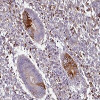 Anti-ZNF835 antibody produced in rabbit 