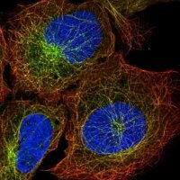 Anti-ZNF835 antibody produced in rabbit