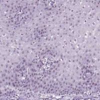 Anti-ZNF865 antibody produced in rabbit