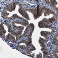 Anti-ZNHIT1 antibody produced in rabbit 