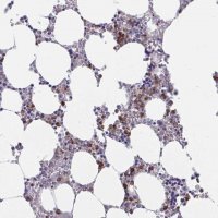 Anti-ZNHIT2 antibody produced in rabbit 