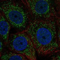 Anti-ZNHIT3 antibody produced in rabbit 