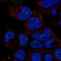 Anti-ZNRD1 antibody produced in rabbit
